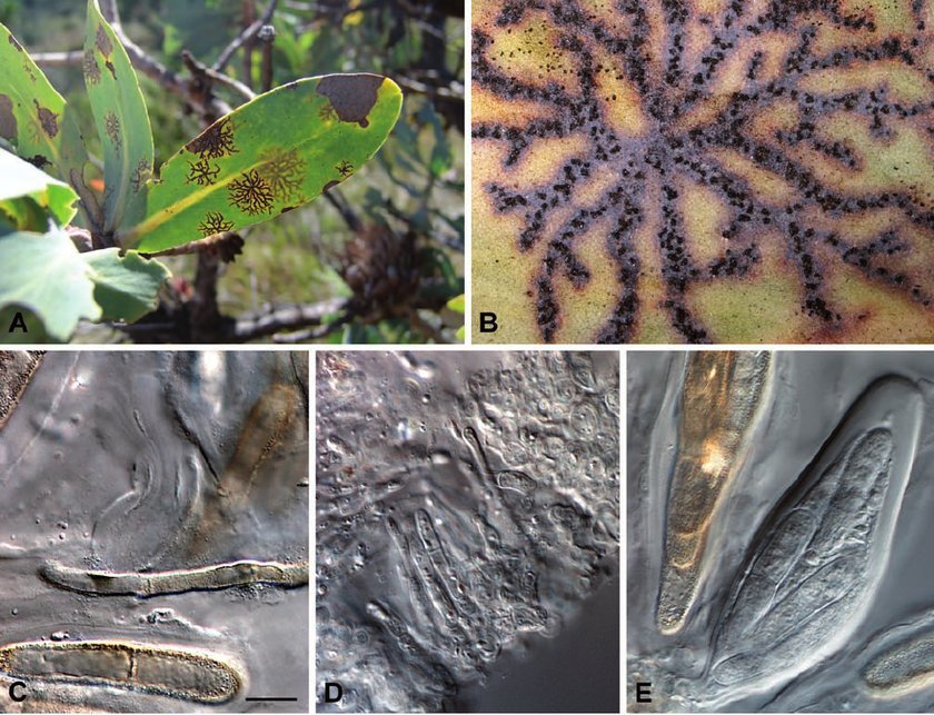 Представитель Семейства Teratosphaeriaceae
